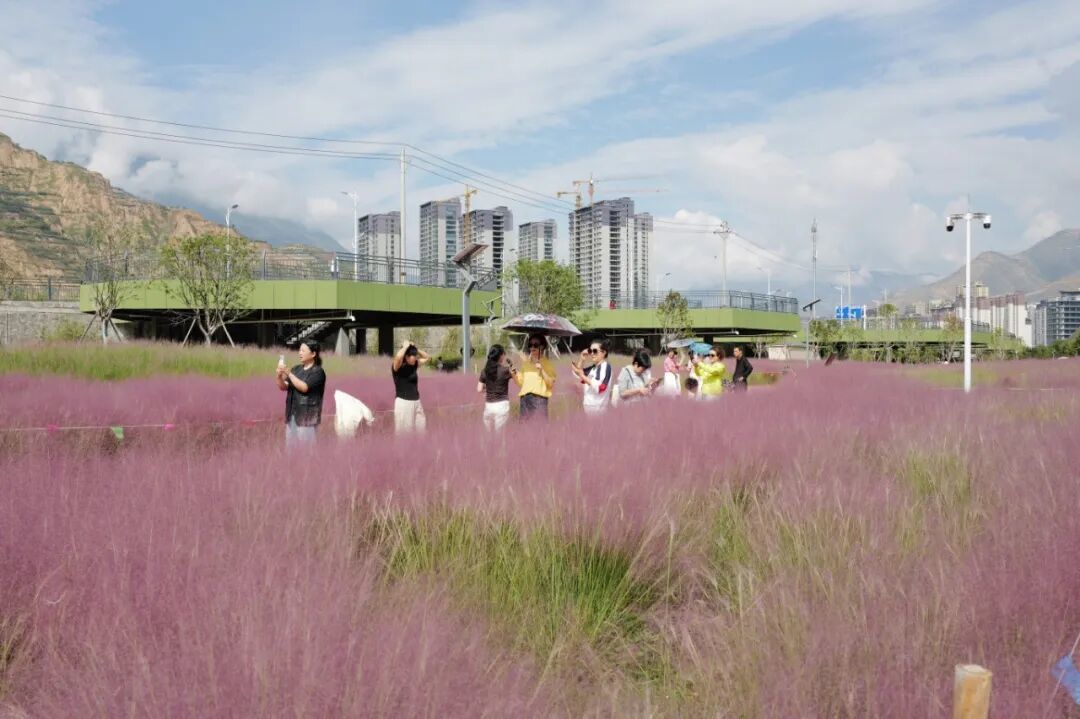 一秒圈“粉” 甘肃陇南秋日浪漫藏不住了