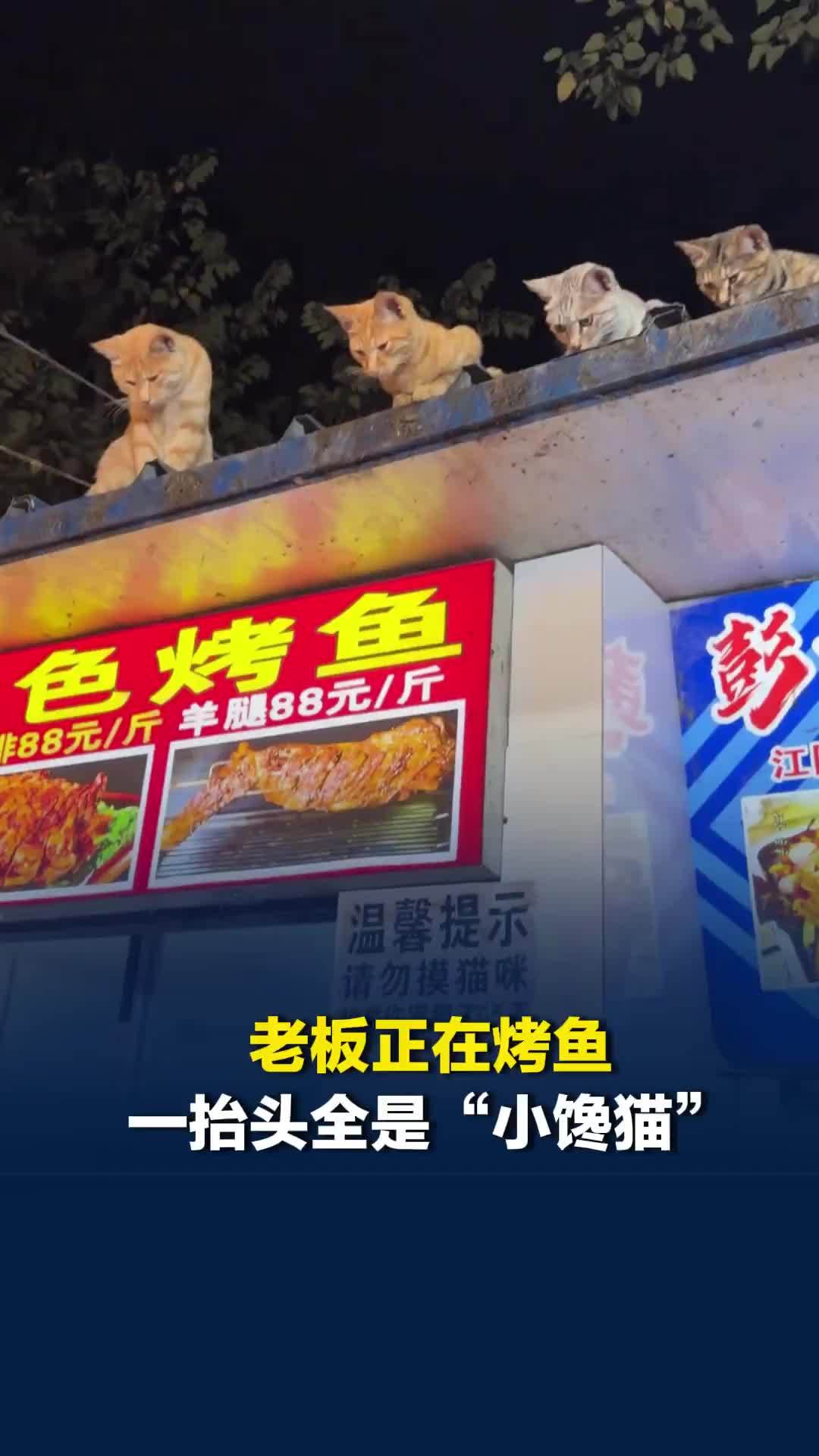 老板正在烤鱼，一抬头全是“小馋猫”，网友：这是哈基米严选店