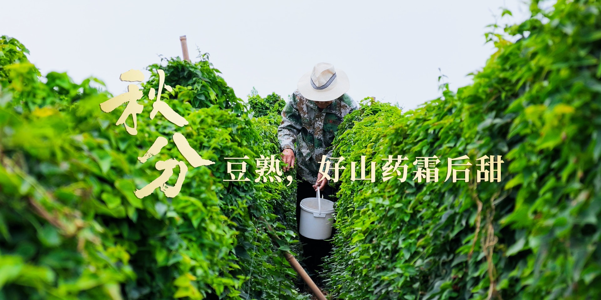秋分豆熟，好山药静待一场秋霜
