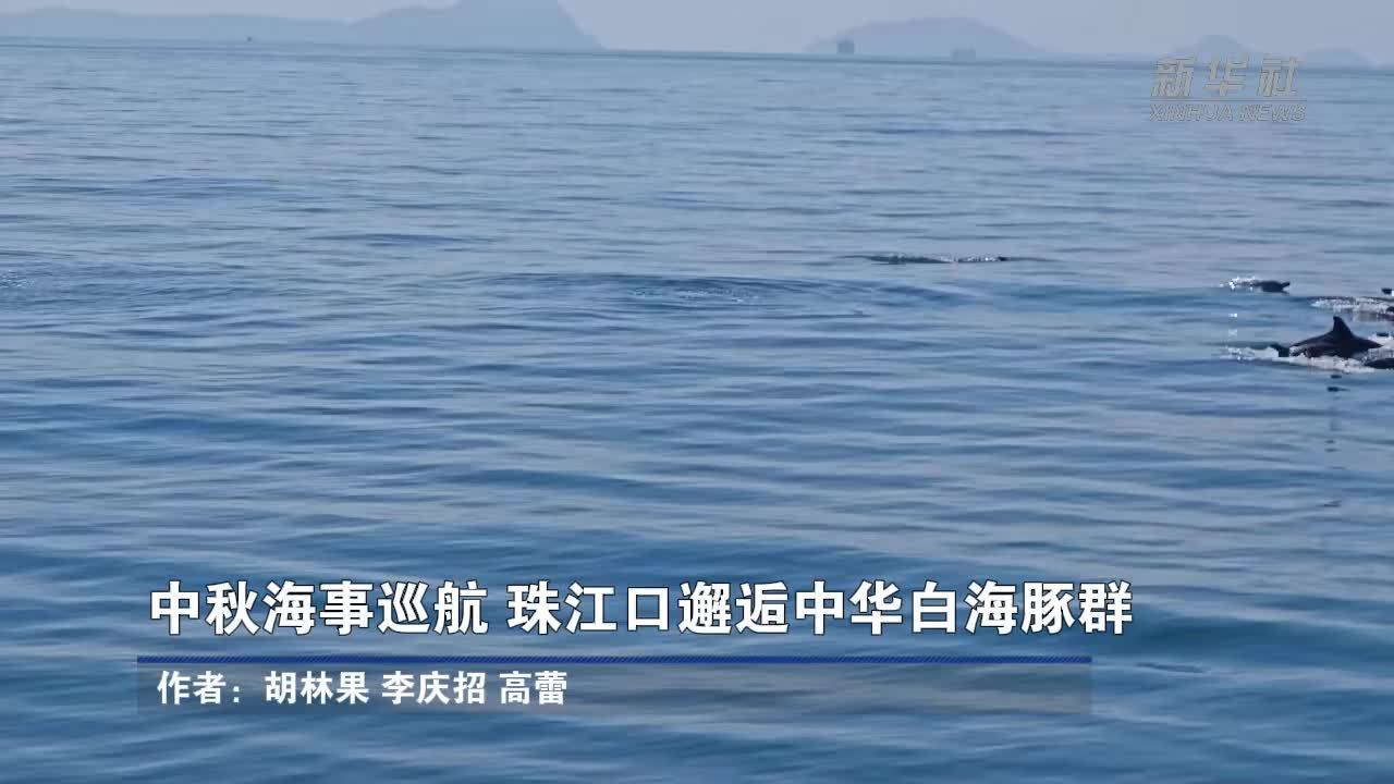 中秋海事巡航 珠江口邂逅中华白海豚群