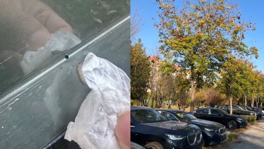 车上莫名其妙出现小圆洞，不少人已“中招”！专家提醒：千万别长时间停在这种树下