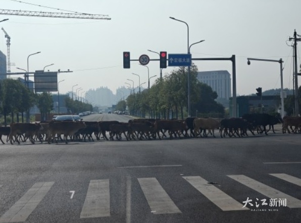牛群横穿马路(投诉人供图)
