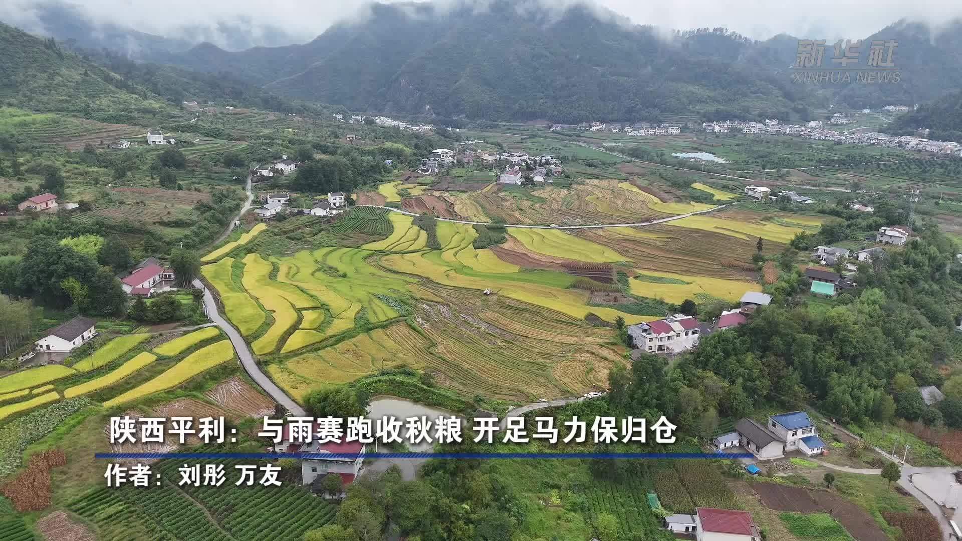陕西平利：与雨赛跑收秋粮 开足马力保归仓