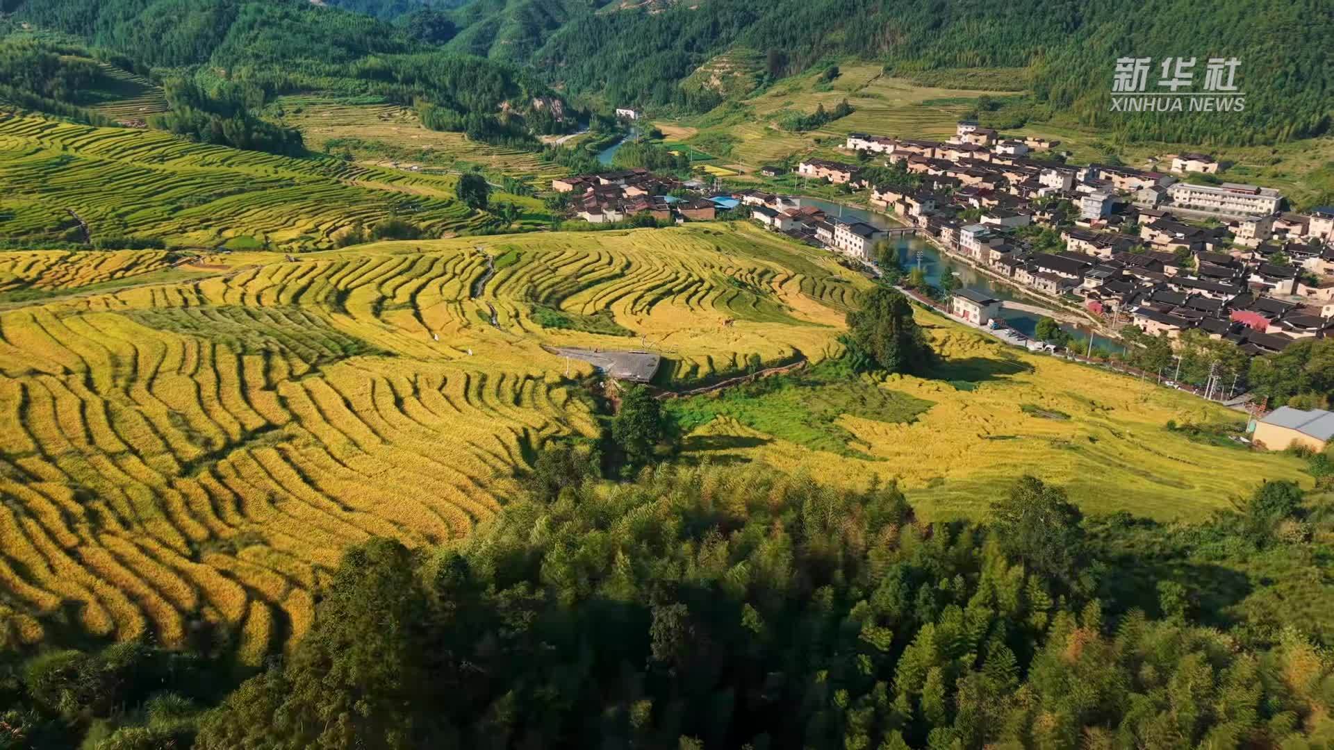 瞰中国｜福建屏南：千亩梯田染金秋