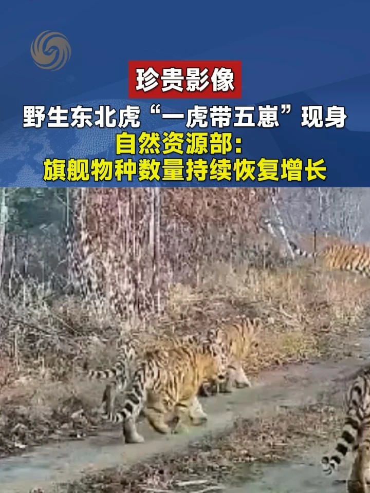 珍贵影像，野生东北虎“一虎带五崽”现身，自然资源部：旗舰物种数量持续恢复增长#野生动物 #国家公园 #东北虎