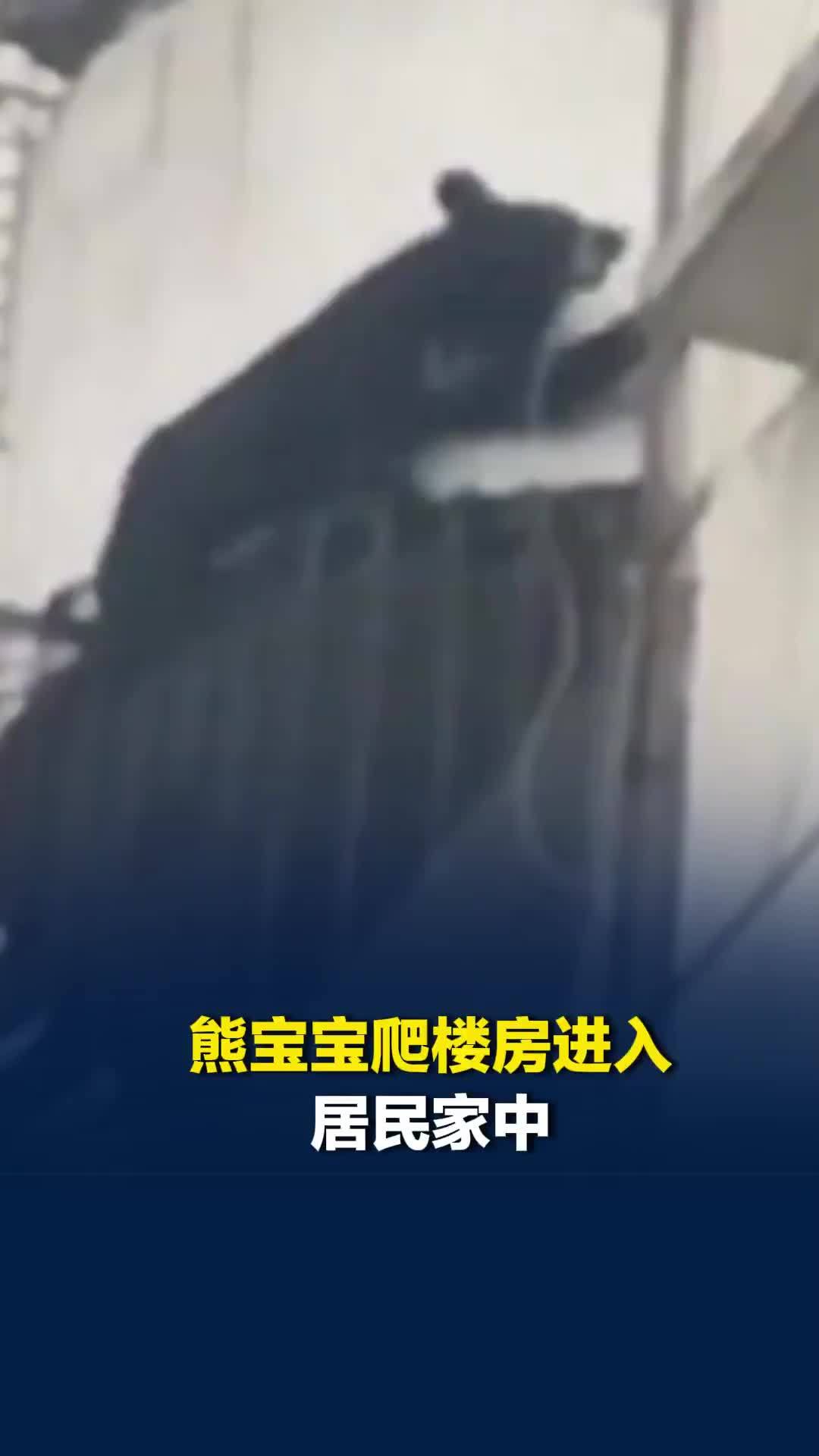 熊宝宝爬楼房进入居民家中，宝兴县林业局：熊宝宝已救助，找个合适时间会放归山林
