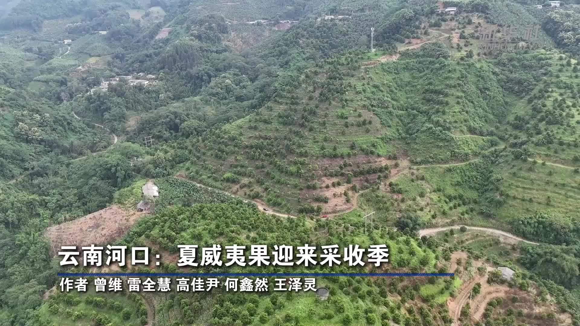 云南河口：夏威夷果迎来采收季