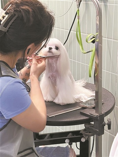 美容师为宠物修剪毛发