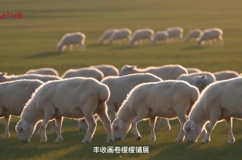 内蒙古的丰收是什么颜色