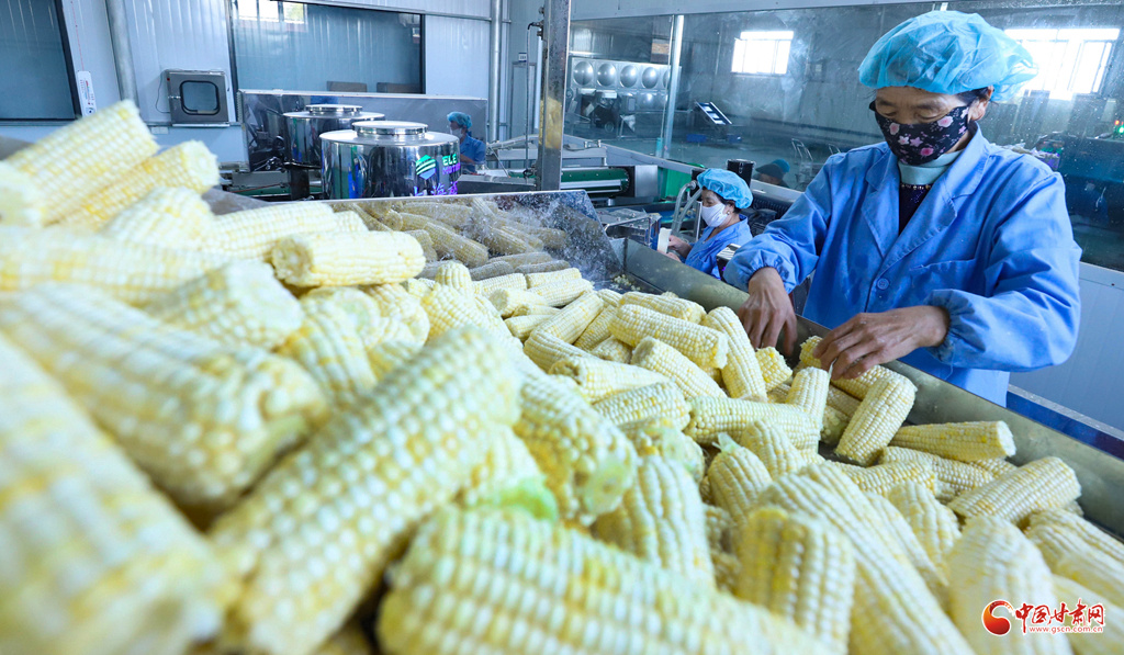 张掖市高台县骆驼城镇前进村鲜食玉米加工厂内,工人正在加工鲜食玉米。