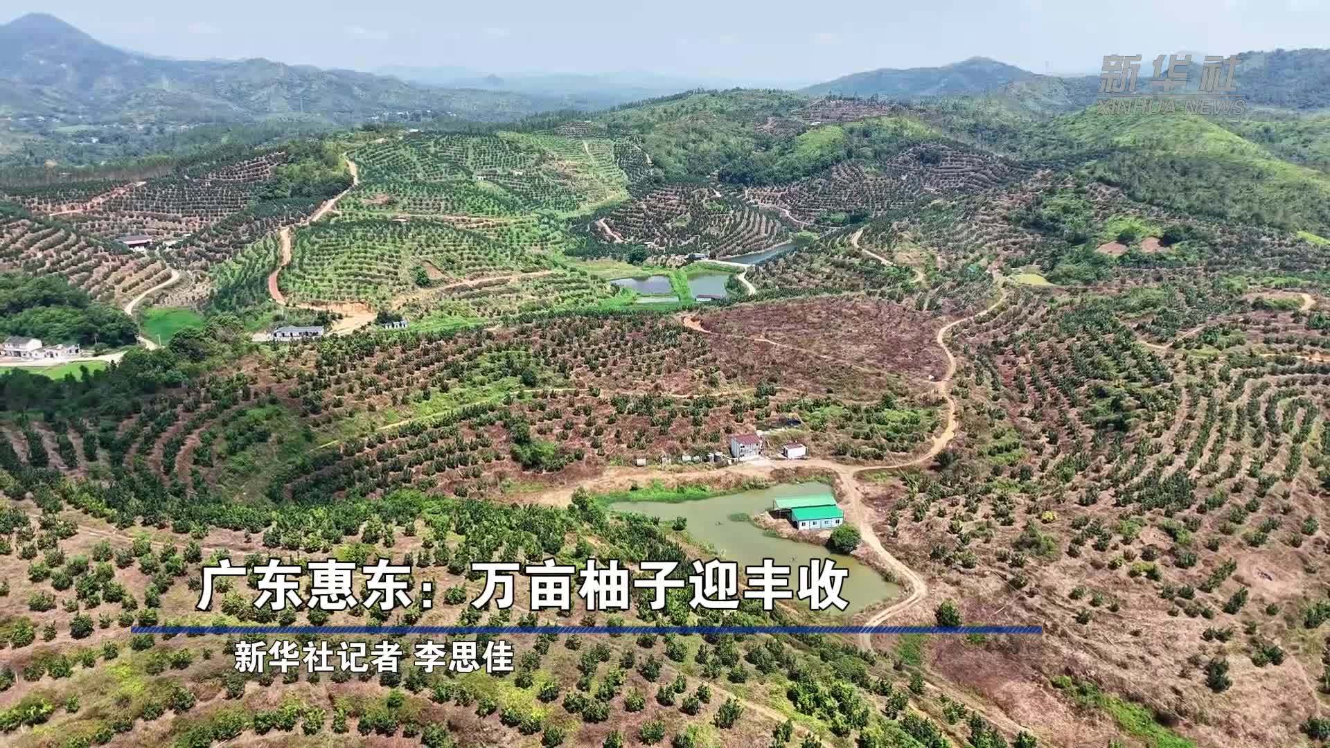 广东惠东：万亩柚子迎丰收