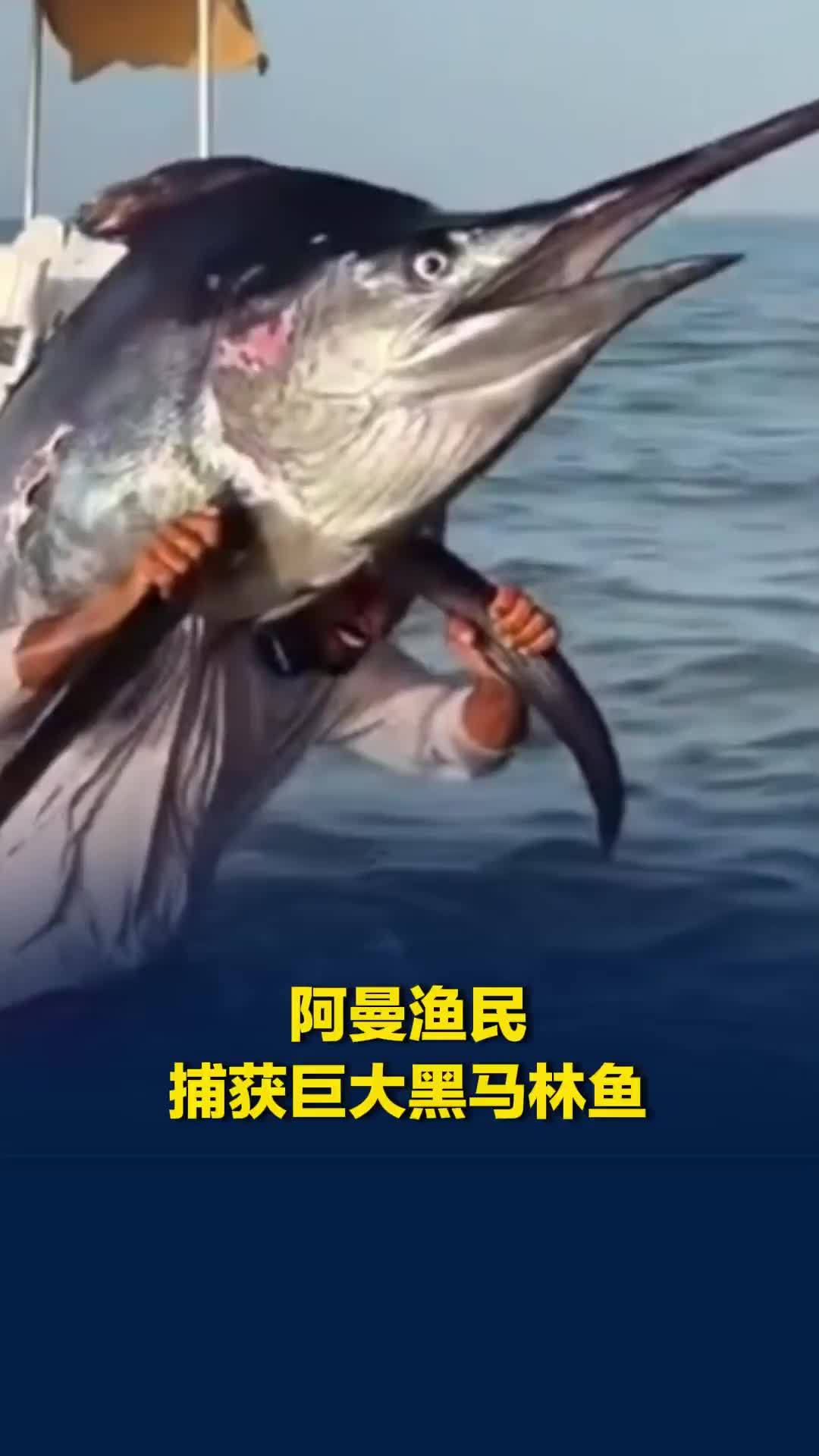阿曼渔民捕获巨大黑马林鱼：一路肩扛着慢慢走上岸，鱼的个头看上去比人还大