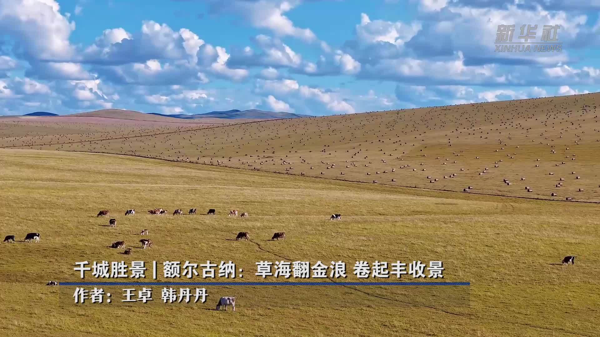 千城胜景｜额尔古纳：草海翻金浪 卷起丰收景