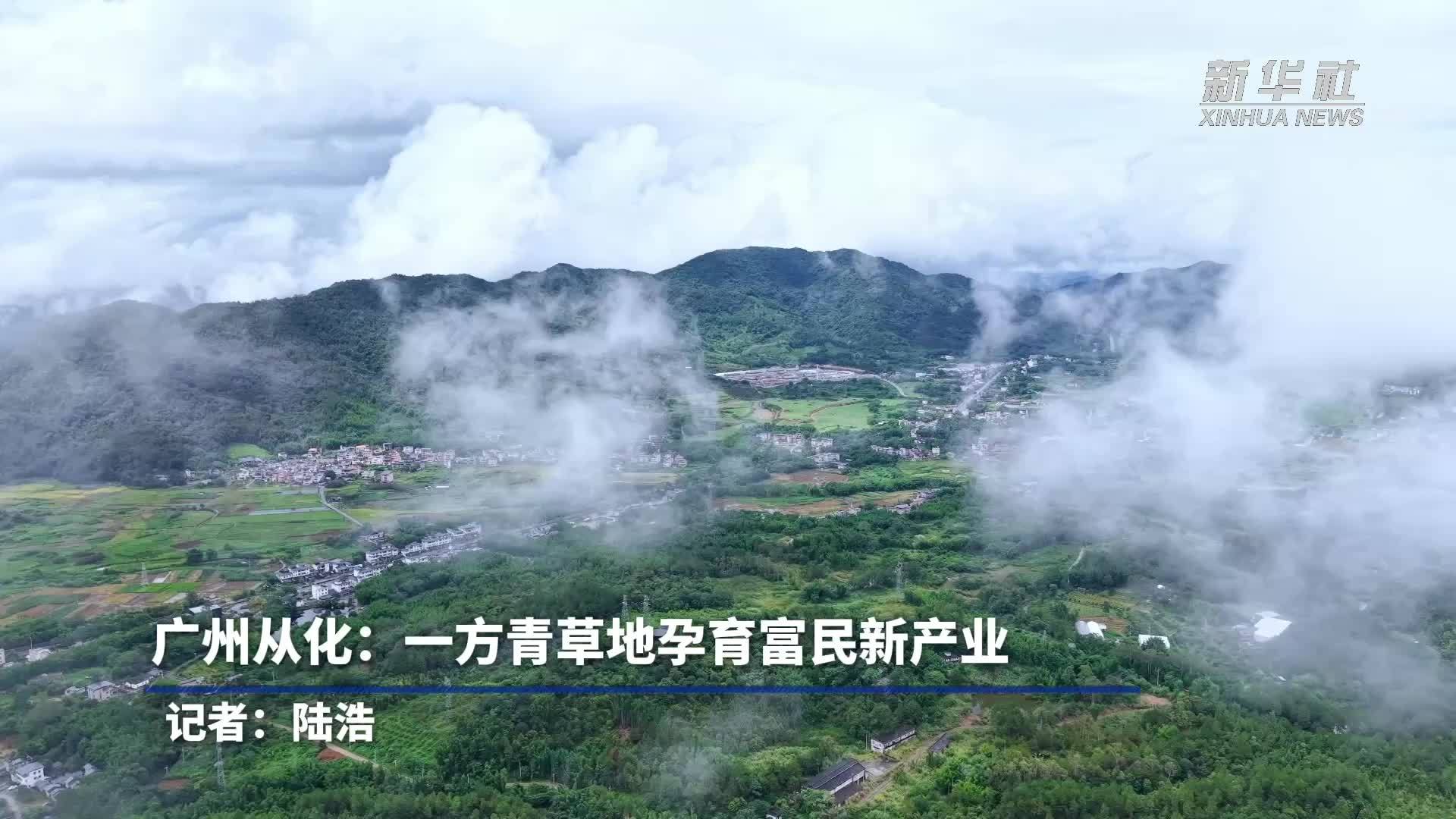 广州从化：一方青草地孕育富民新产业