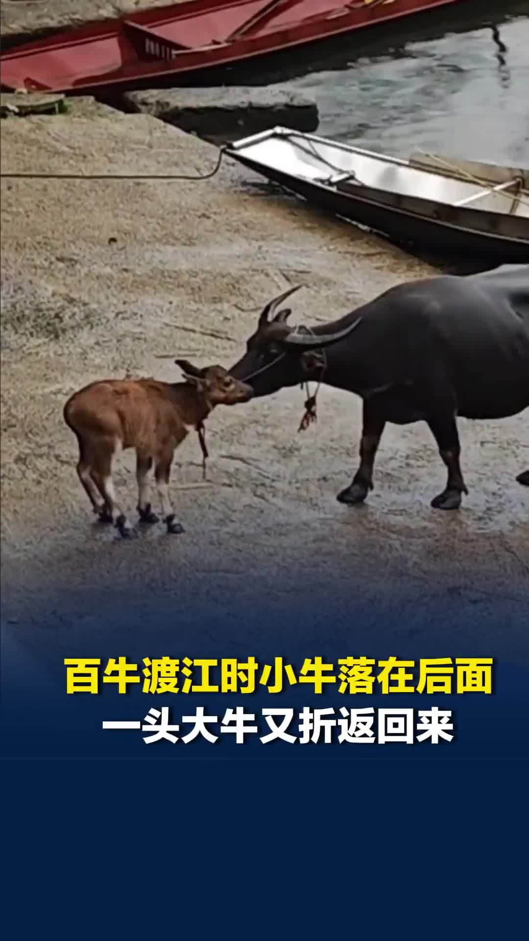 百牛渡江时几头小牛落在后面，一头大牛折返回来带它们顺利过江，游客：太感动了