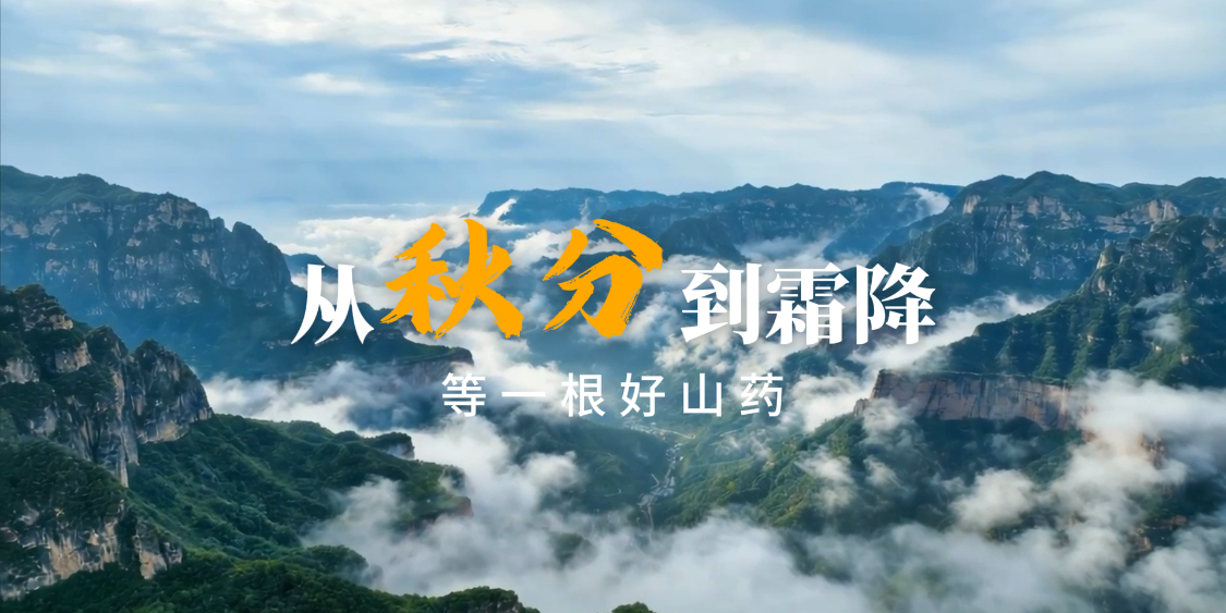 从秋分到霜降，等一根好山药