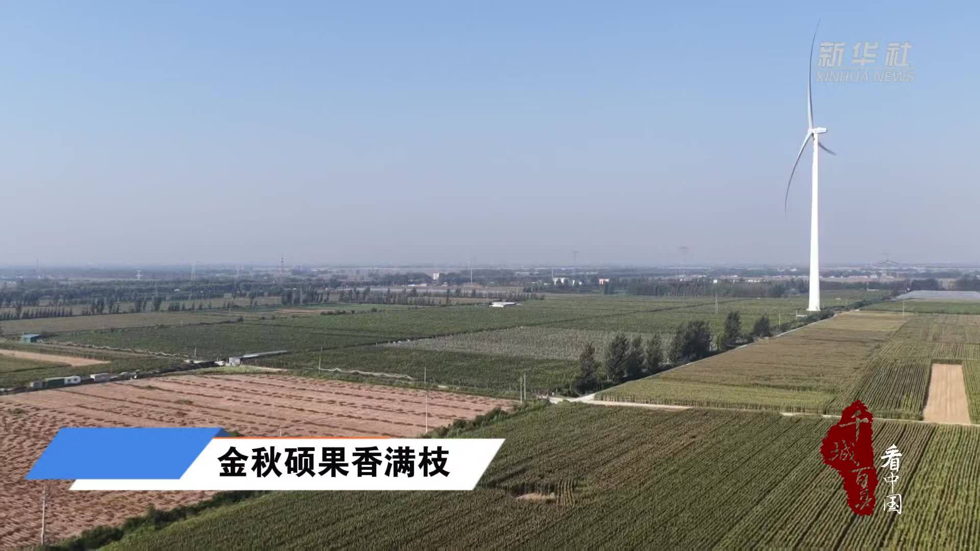 千城百县看中国丨金秋硕果香满枝