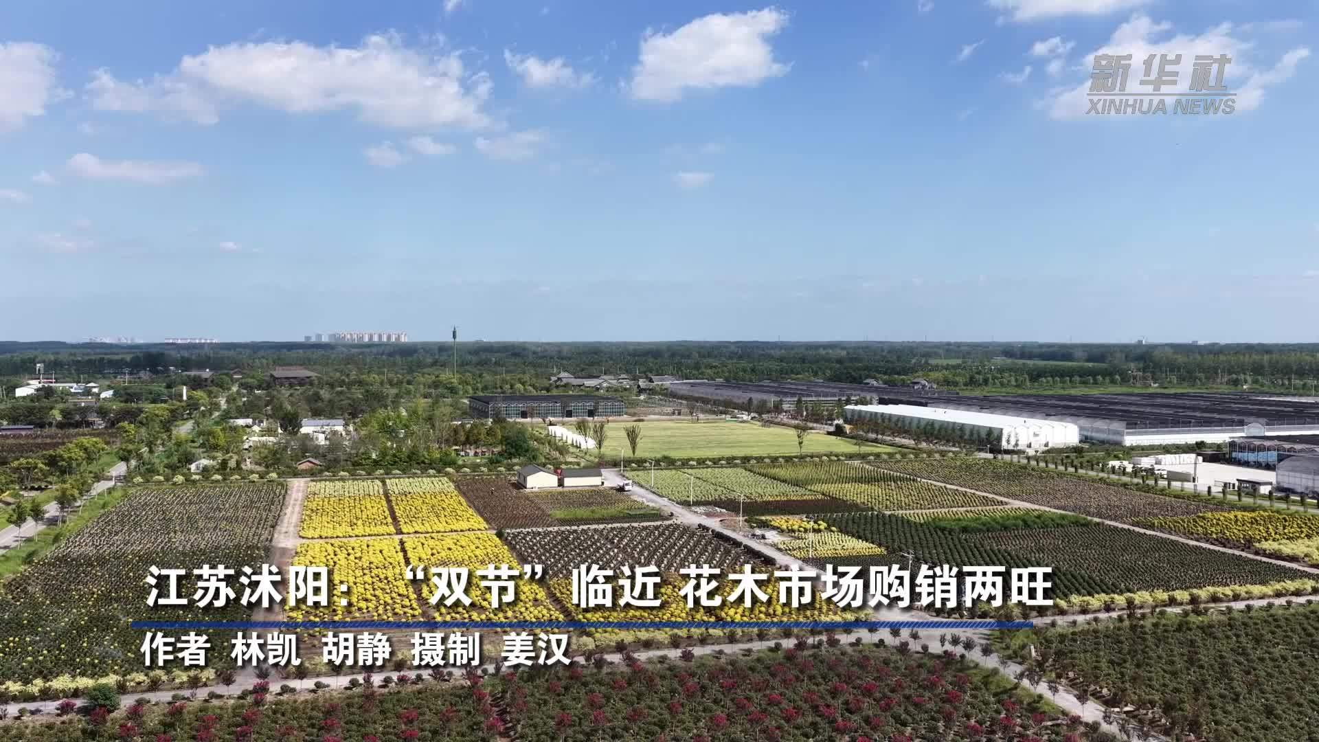 江苏沭阳：“双节”临近 花木市场购销两旺