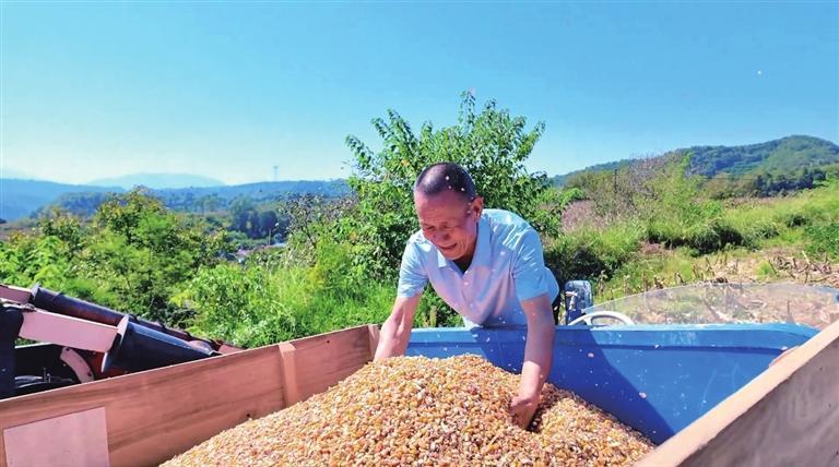 徽县水阳镇新柳村玉米丰收 燕宏瑞 摄