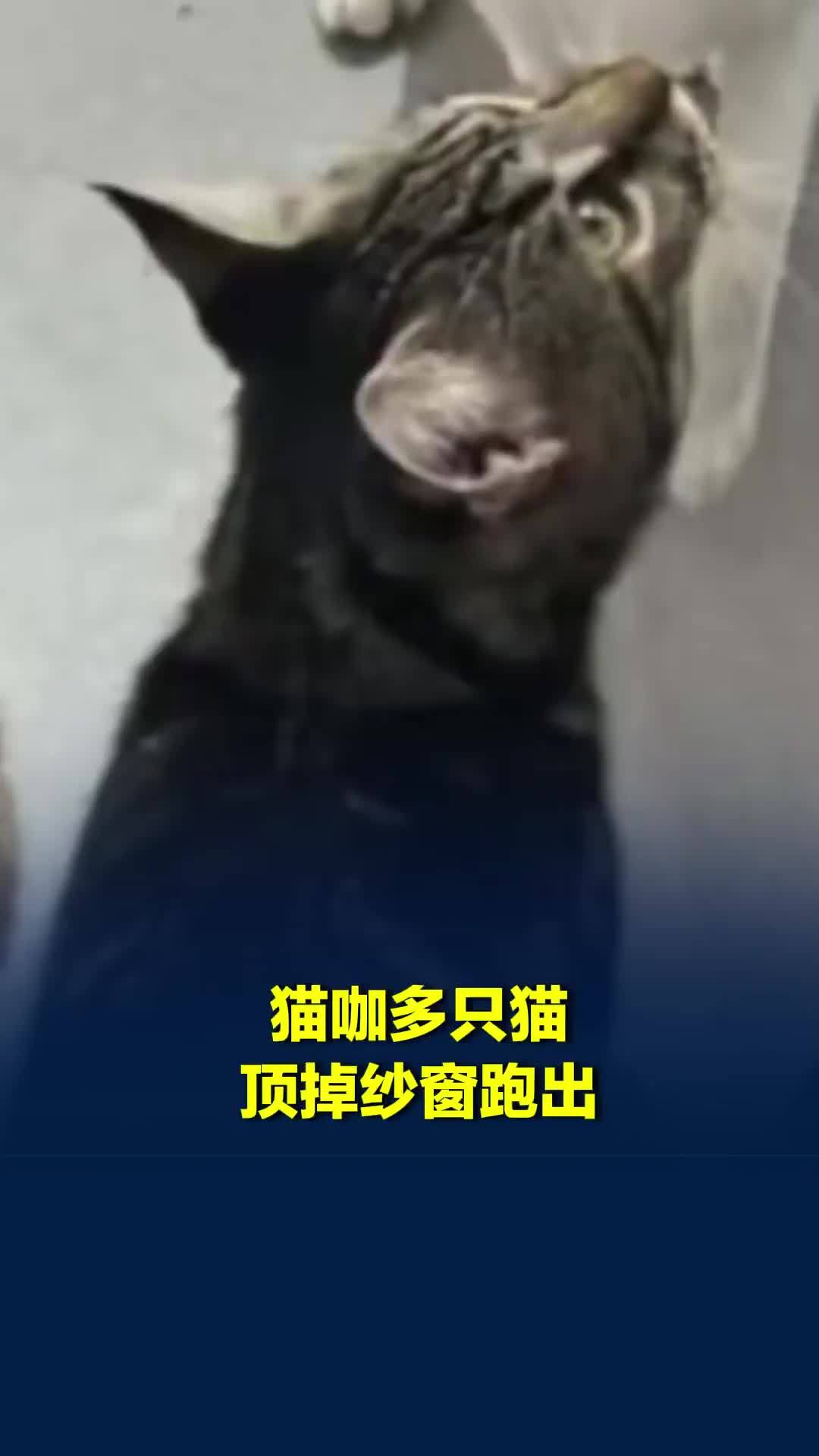 郑州一猫咖多只“猫员工”集体出逃，街区回应：猫顶掉纱窗跑出，已全部找回