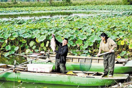 衡水湖开湖,一位渔民展示刚捕捞的大鱼。