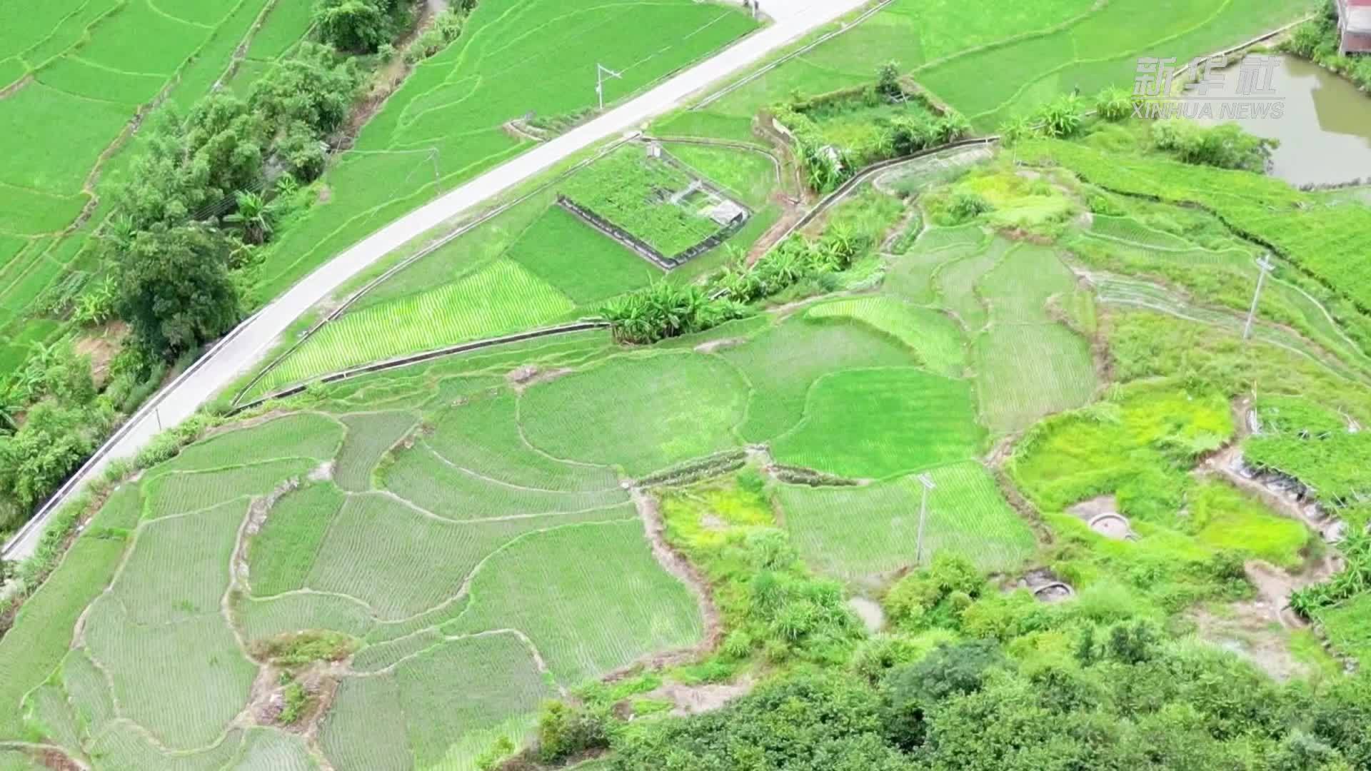 千城百县看中国丨福建永定：四千亩“黄金果”喜丰收