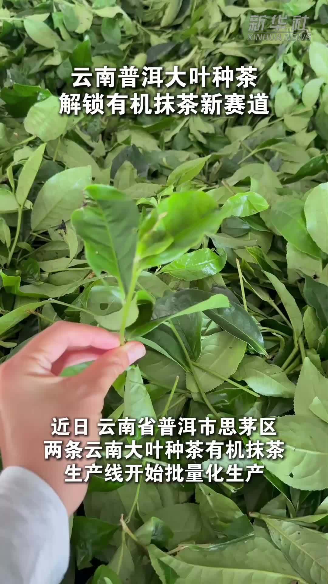 云南普洱大叶种茶解锁有机抹茶新赛道
