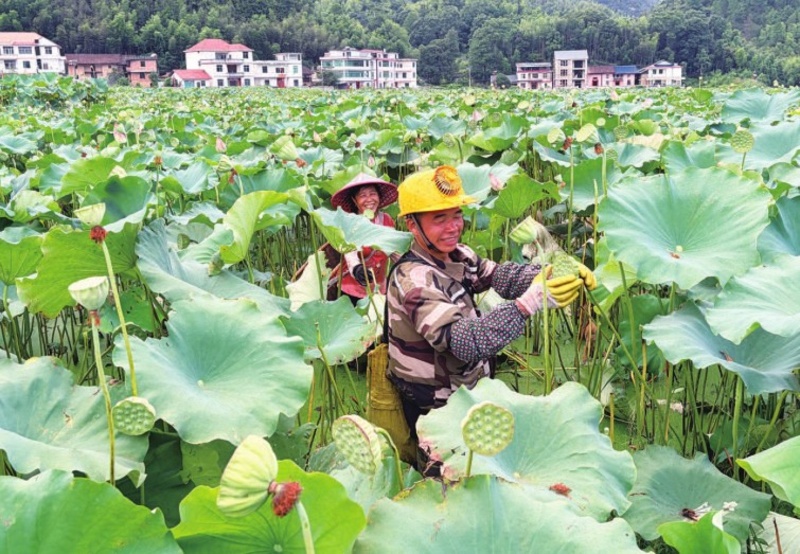 吉安青原区：莲子丰收（图）