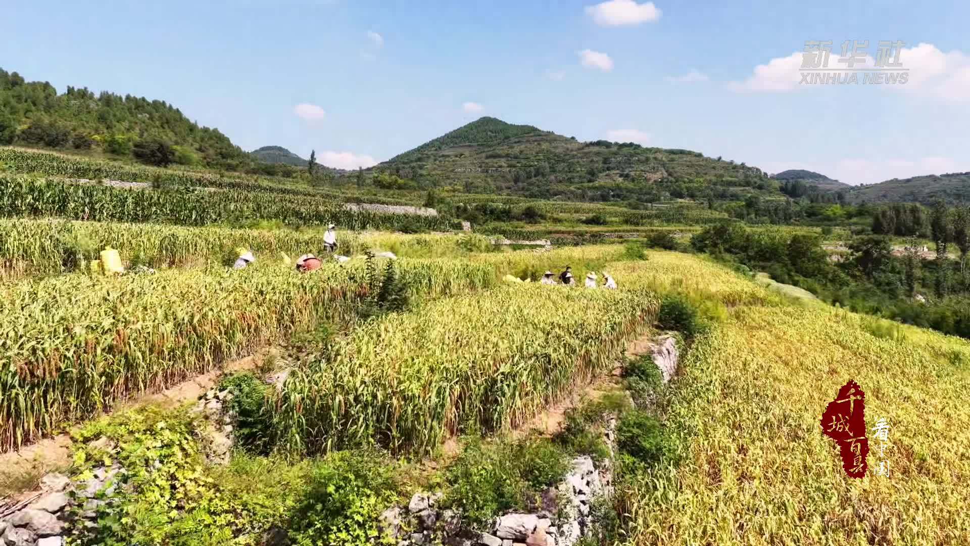 千城百县看中国｜山东山亭：金秋粮果迎丰收