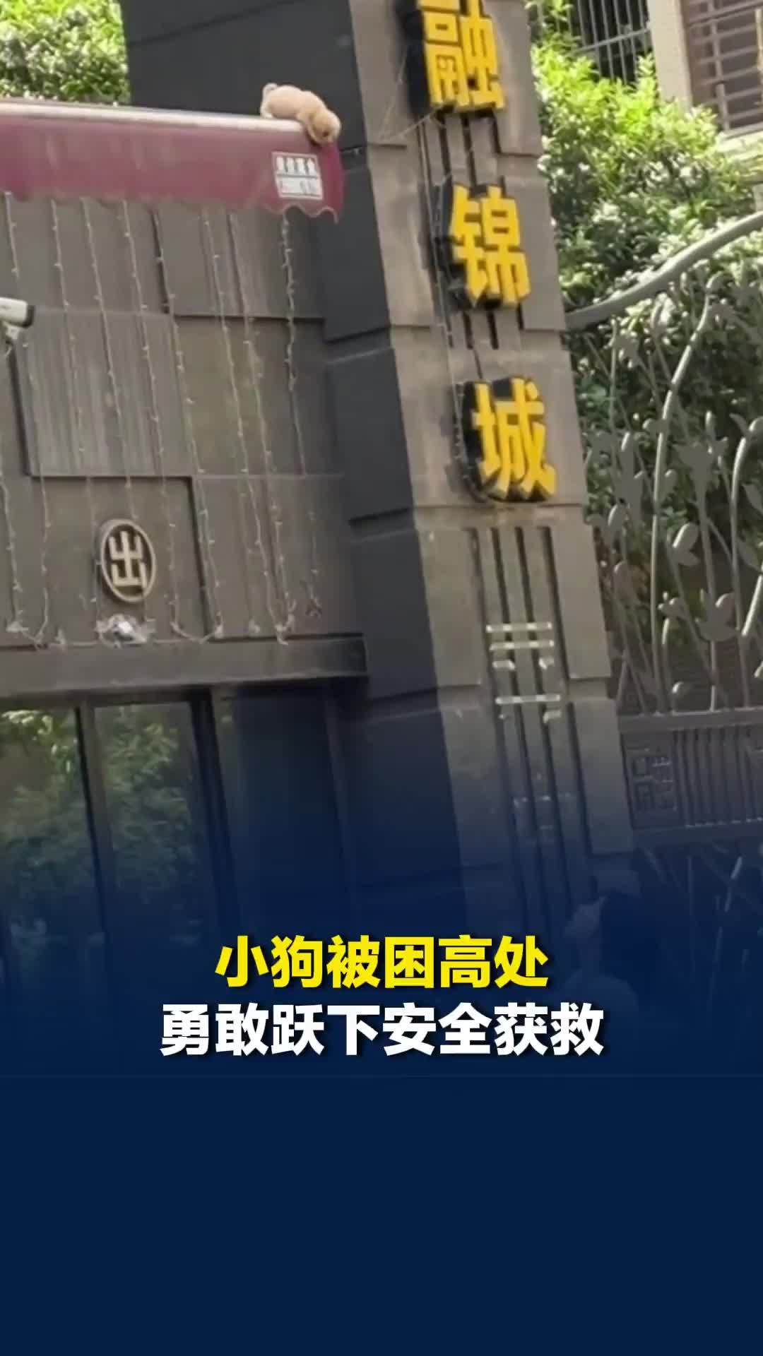 暖心一幕！小狗被困高处，看到路人伸手施救后，勇敢跃下安全获救