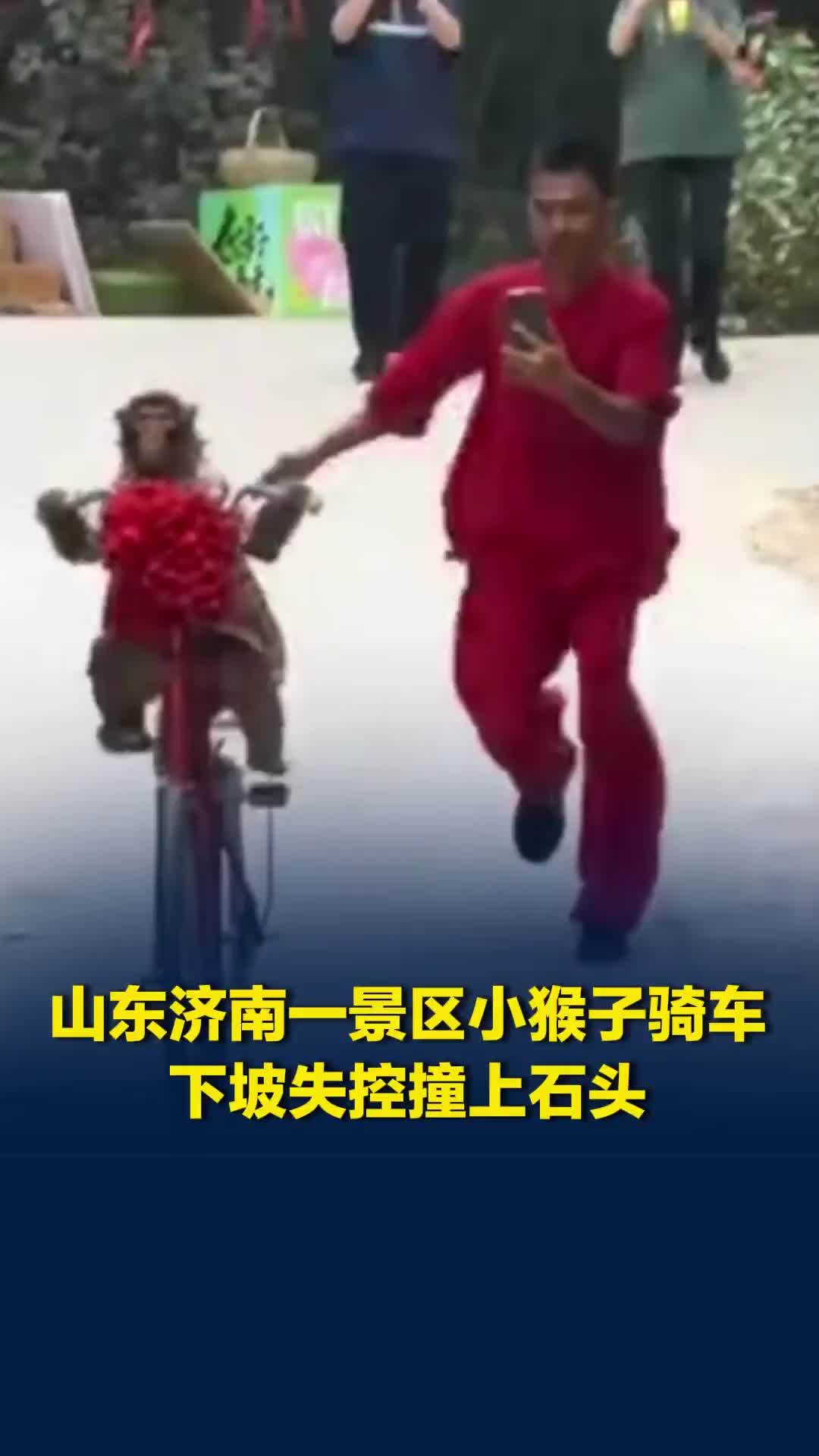 山东一景区4岁小猴骑单车失控撞上石头，饲养员没追上吓坏了