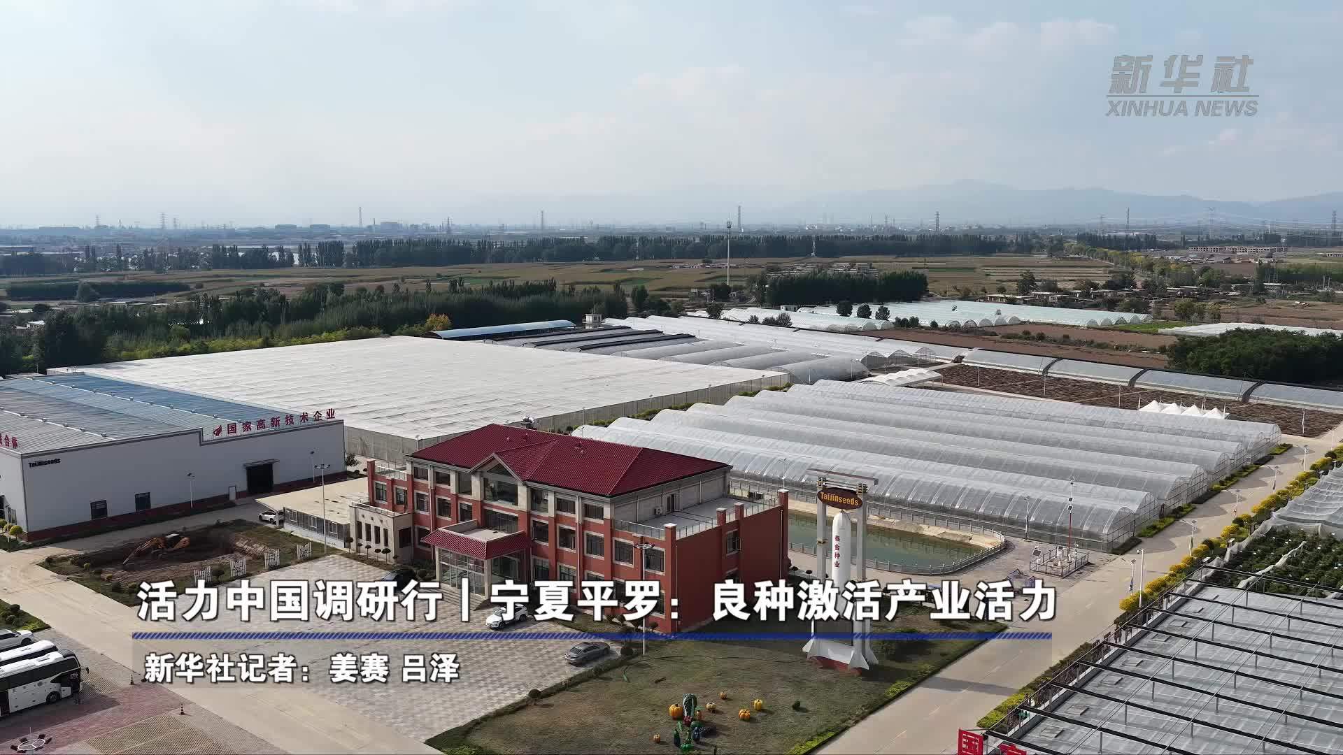 活力中国调研行｜宁夏平罗：良种激活产业活力