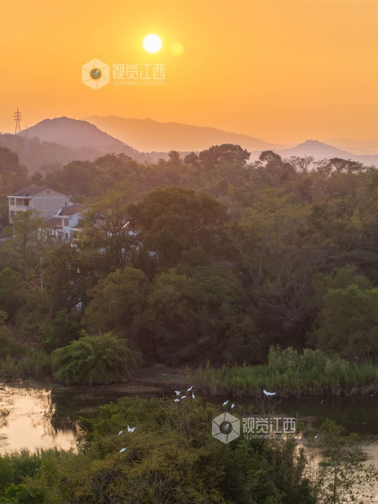 2026年9月20日,在江西省抚州市黎川县十里村,成群的白鹭在树上栖息,享受着落日余晖中的惬意,勾勒出一幅秀美的生态画卷。