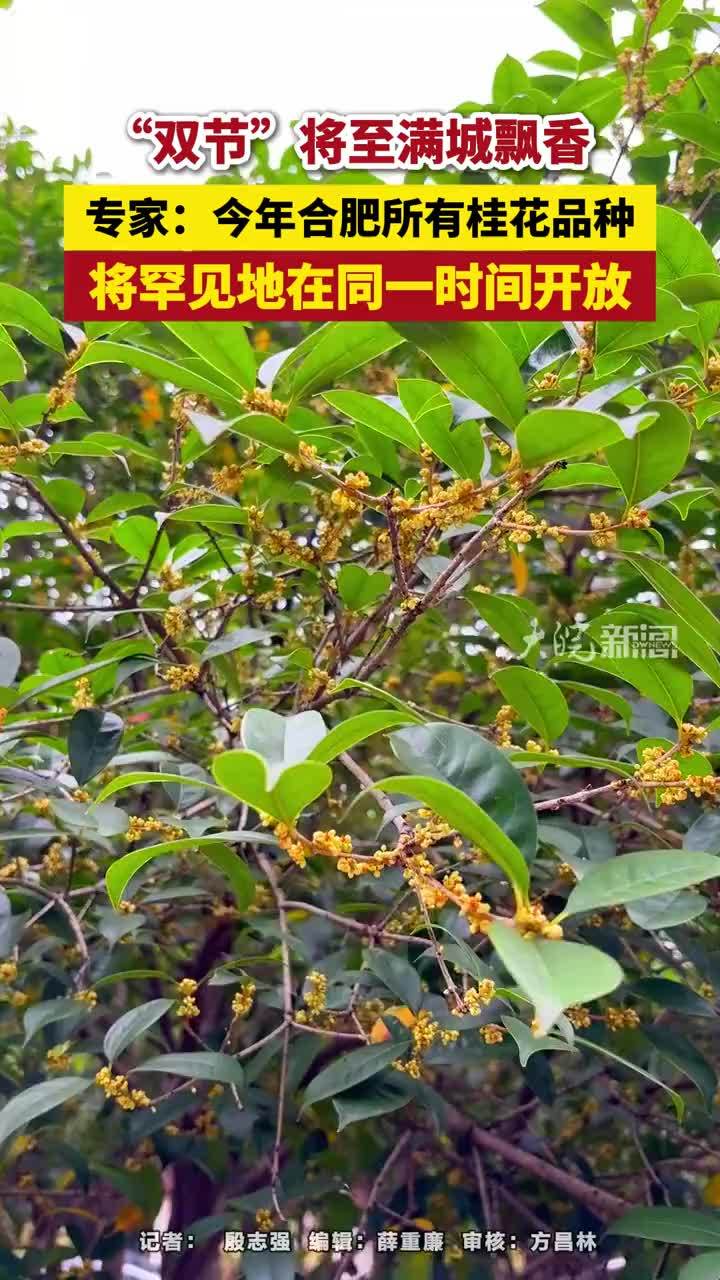 “双节”将至满城飘香，专家：今年合肥所有桂花品种，将罕见地在同一时间开放#今年合肥所有桂花品种在同一时间开放 #合肥本地 #媒体原创 #媒体精选计划 #双节 随着中秋、国庆“双节”临近，9月23日