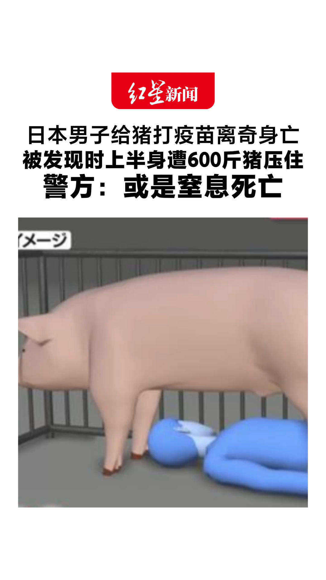 日本男子给猪打疫苗离奇身亡 被发现时上半身遭600斤猪压住 他是农场唯一接种疫苗人员 警方：或是窒息死亡