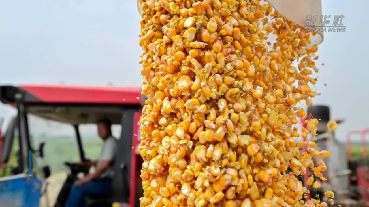 我国粮食产业有望实现年工业总产值4.5万亿元以上