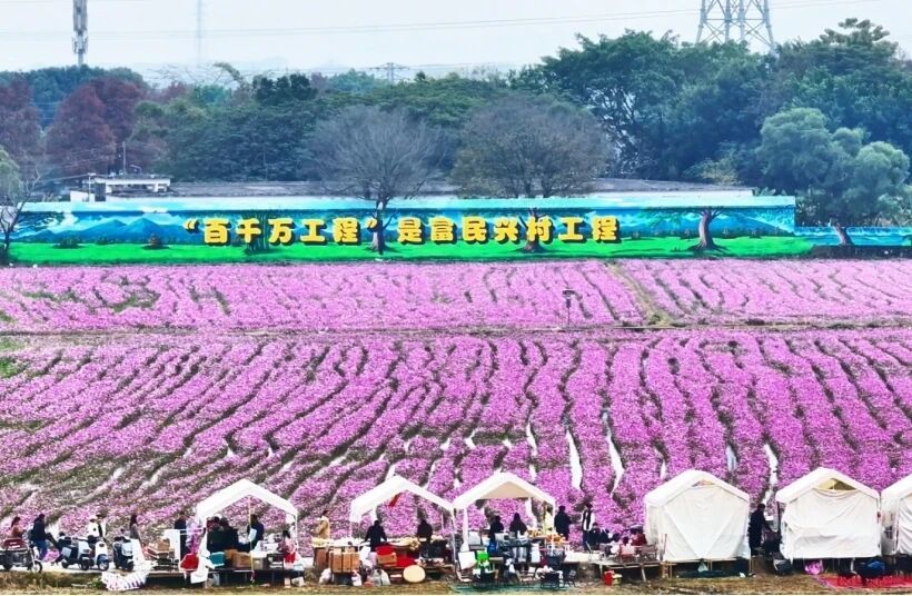 崖口花海