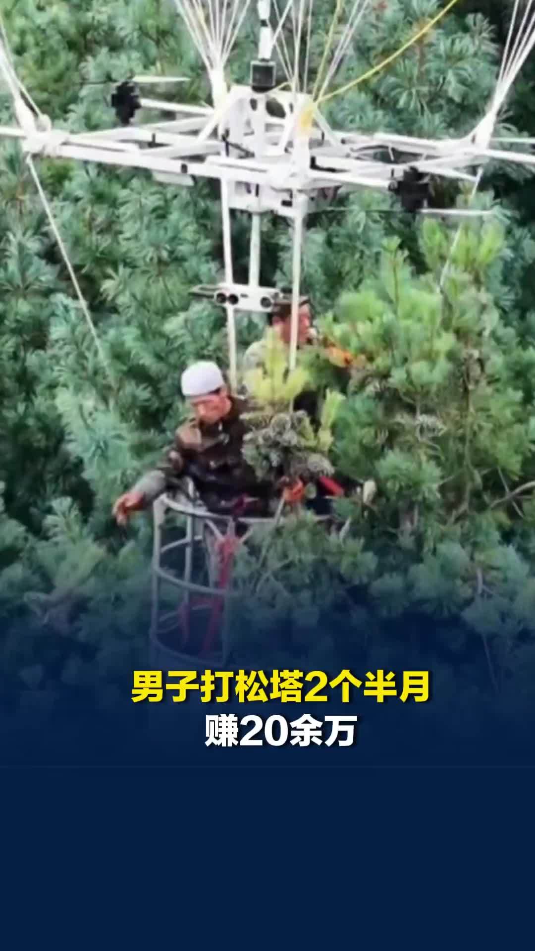 男子打松塔2个半月赚20余万，保险和老板对半买，称年年都有坐气球被风刮走的