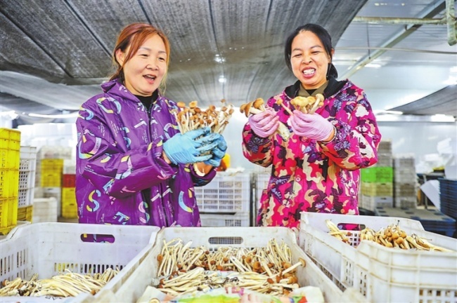 9月16日，清丰县马庄桥镇村民捧着刚采摘的茶树菇喜笑颜开。小菌菇撑起大产业，成为农民增收致富的“幸福菇”。 本报全媒体记者 聂冬晗 王铮 摄