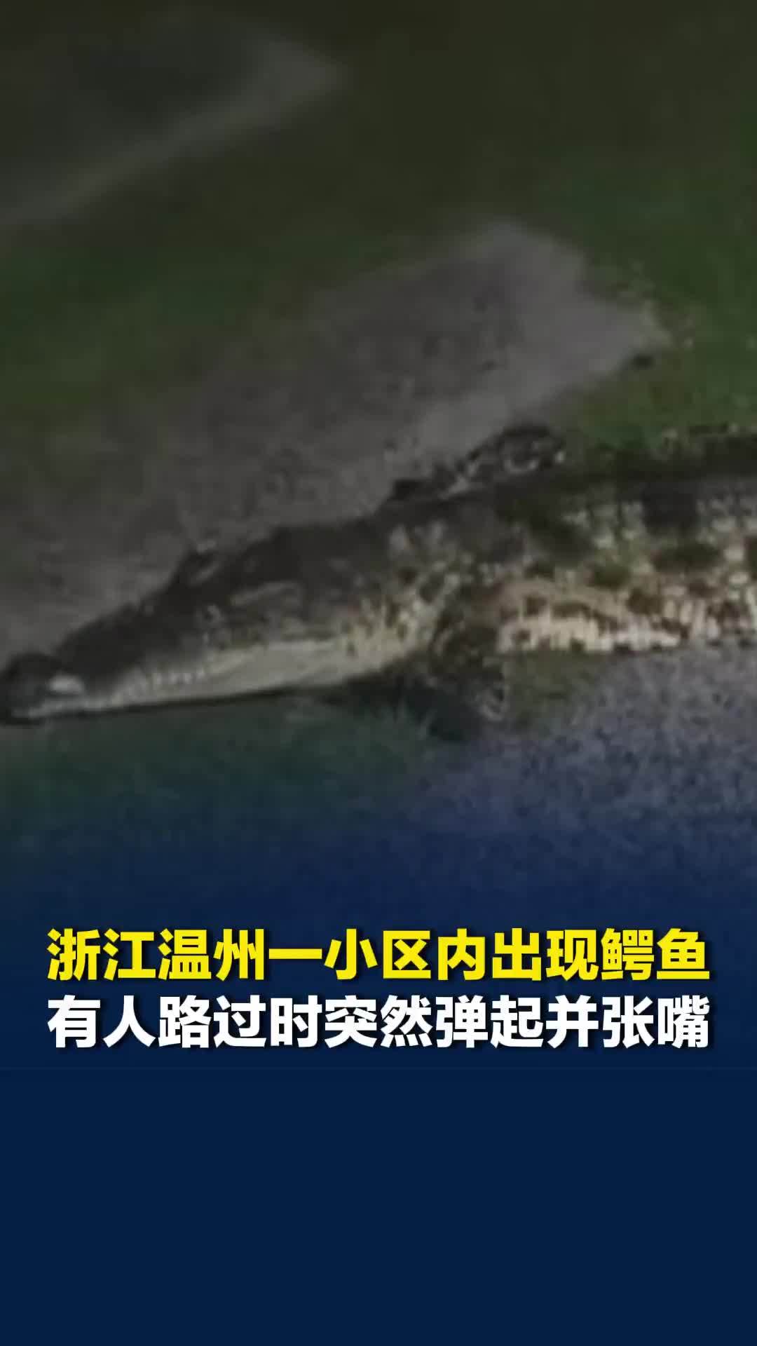 温州一小区内出现鳄鱼，有人路过拍摄时鳄鱼突然弹起并张嘴，当地消防：已现场处理