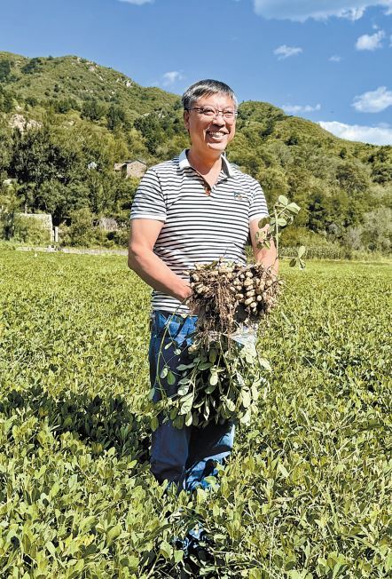 近日,在张家口市涿鹿县上辛庄村,河北省农林科学院粮油作物研究所专家查看花生生长情况。本报见习记者 崔玉洁摄