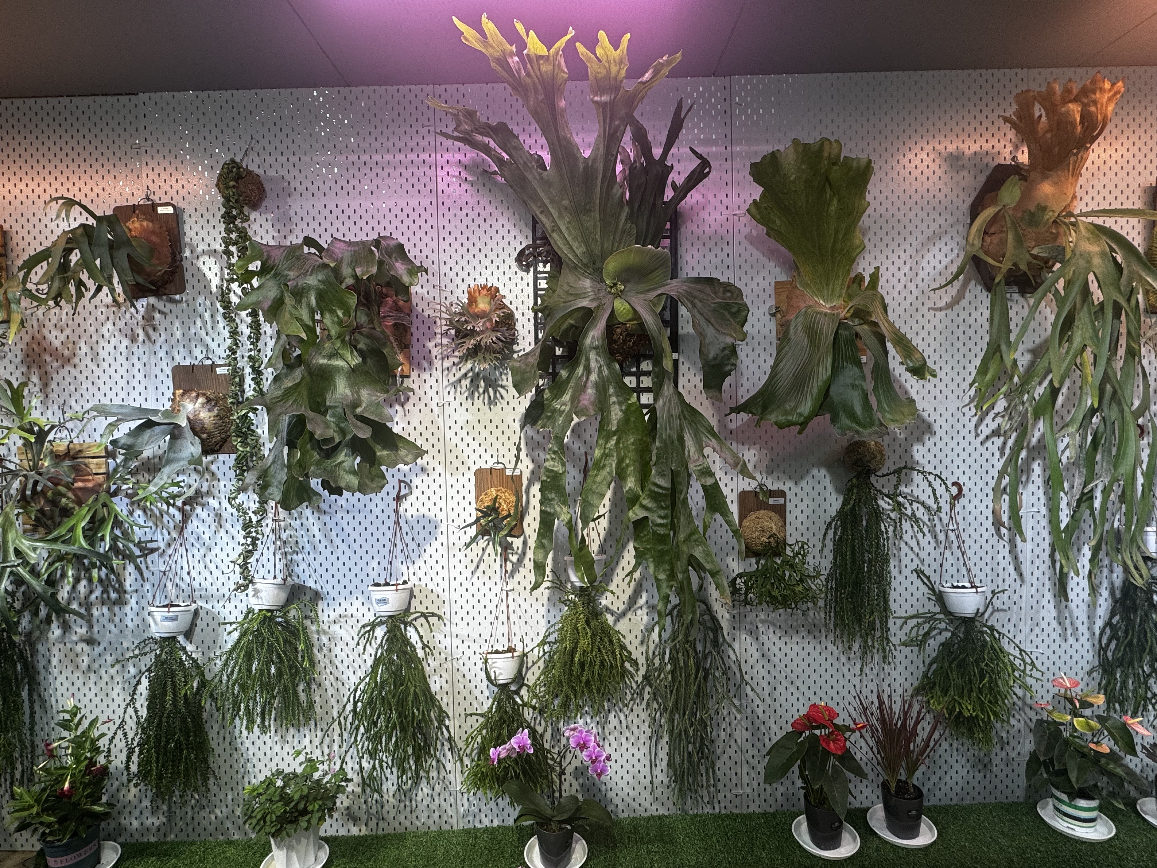 南京中山植物园四大主题展览启幕,共享科学盛宴