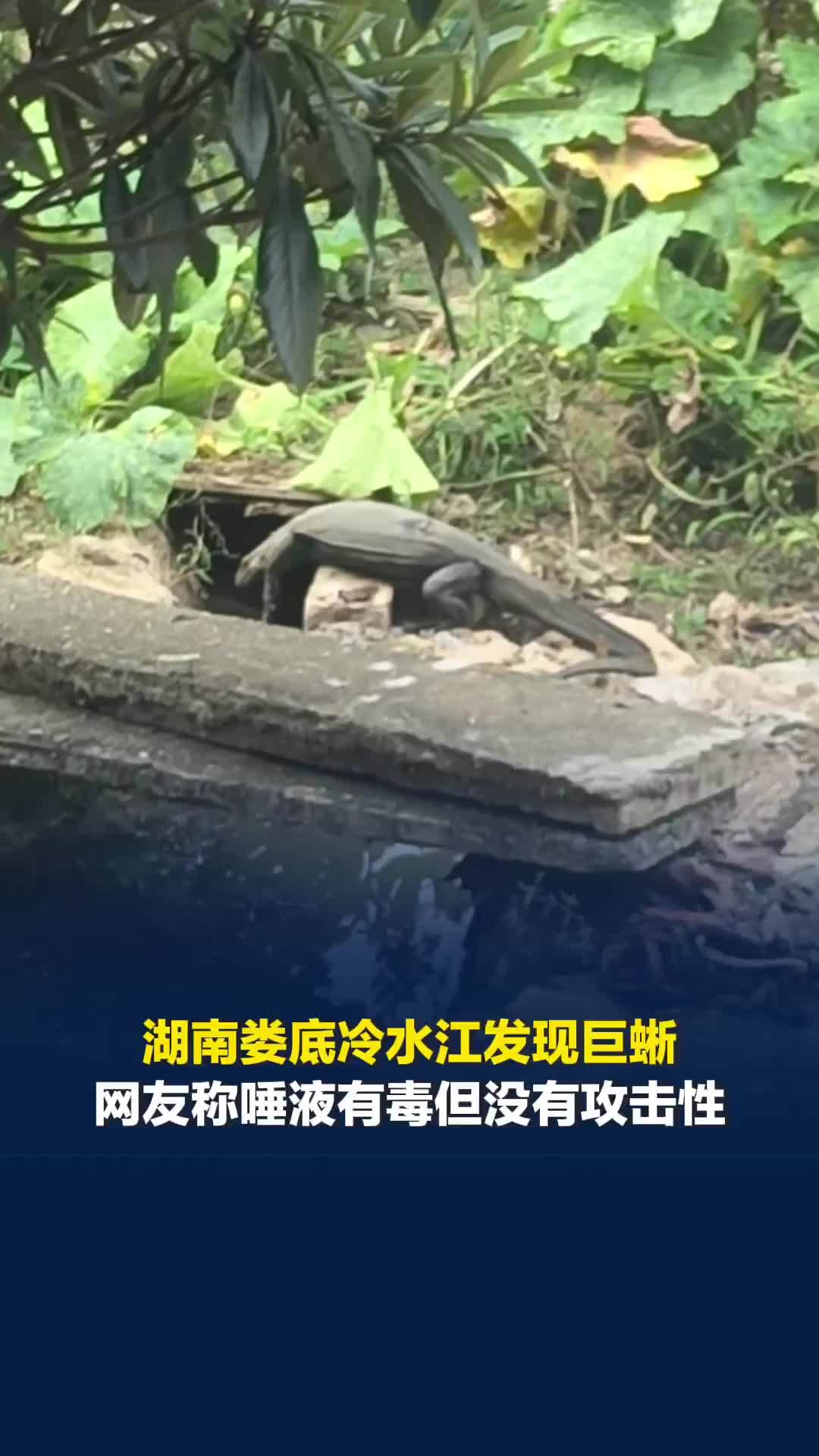 湖南娄底冷水江发现巨蜥，当地：为国家一级保护动物圆鼻巨蜥，一般不主动攻击人