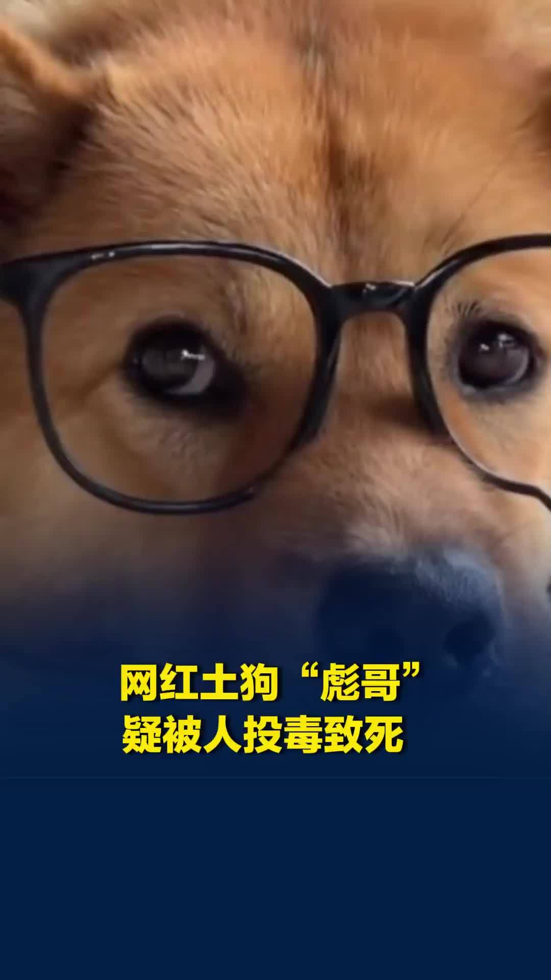 广西200多万粉丝的网红土狗“彪哥”疑被人投毒致死，警方已介入调查