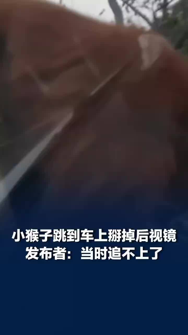猴子跳上车掰掉后视镜左照右照