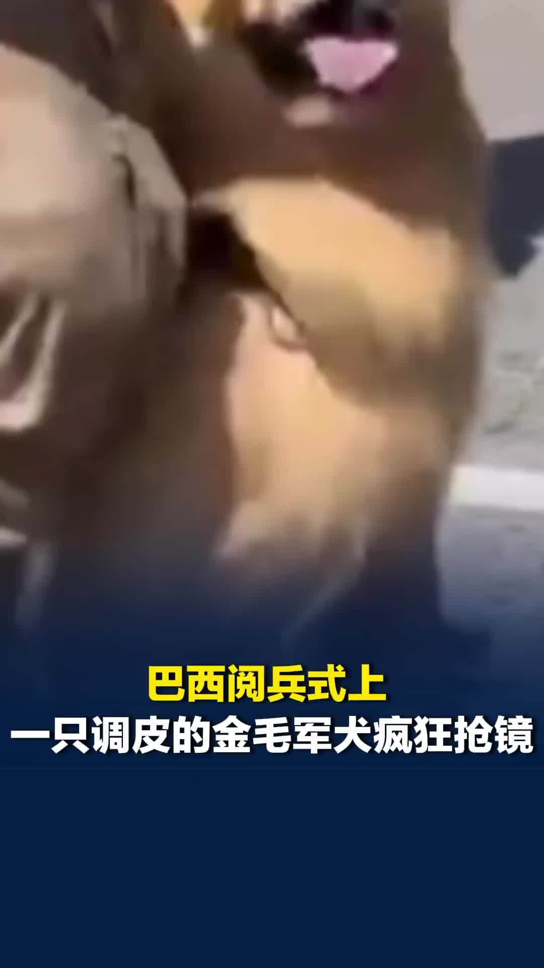 巴西一场阅兵式上，一只调皮的金毛军犬疯狂抢镜