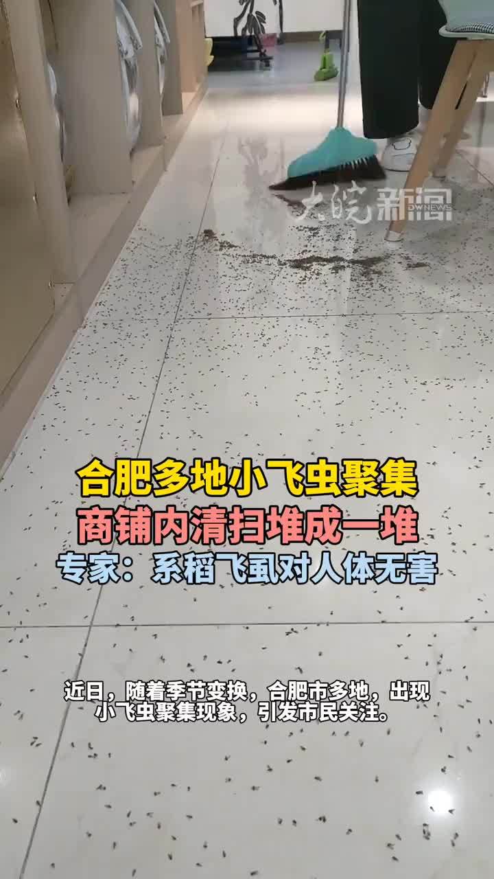 合肥多地小飞虫聚集 商铺内清扫堆成一堆 专家：系稻飞虱对人体无害 #媒体原创