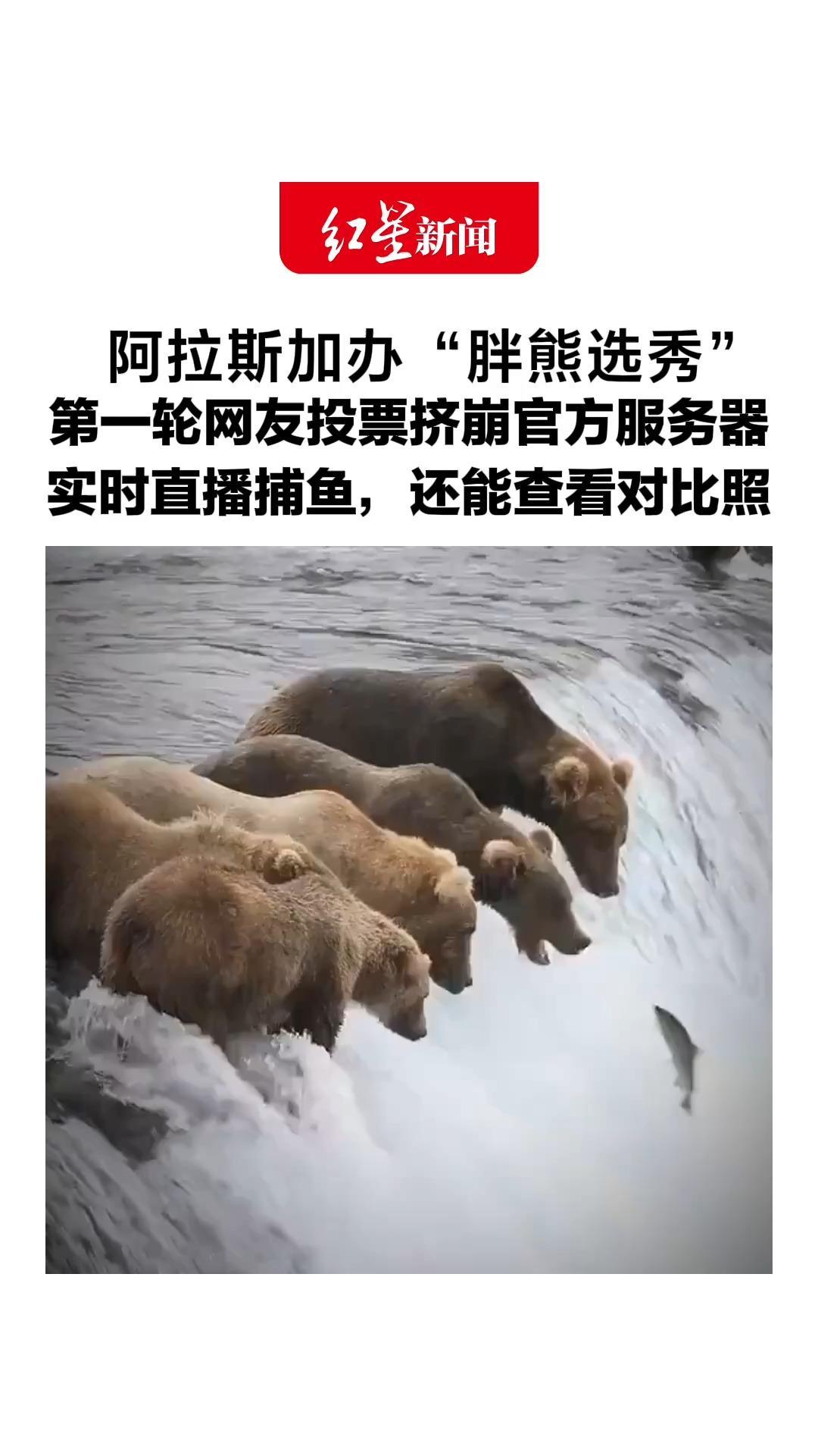 阿拉斯加办“胖熊选秀”，第一轮网友投票挤崩官方服务器，实时直播捕鱼，还能查看对比照 网友：都为贴秋膘拼过命