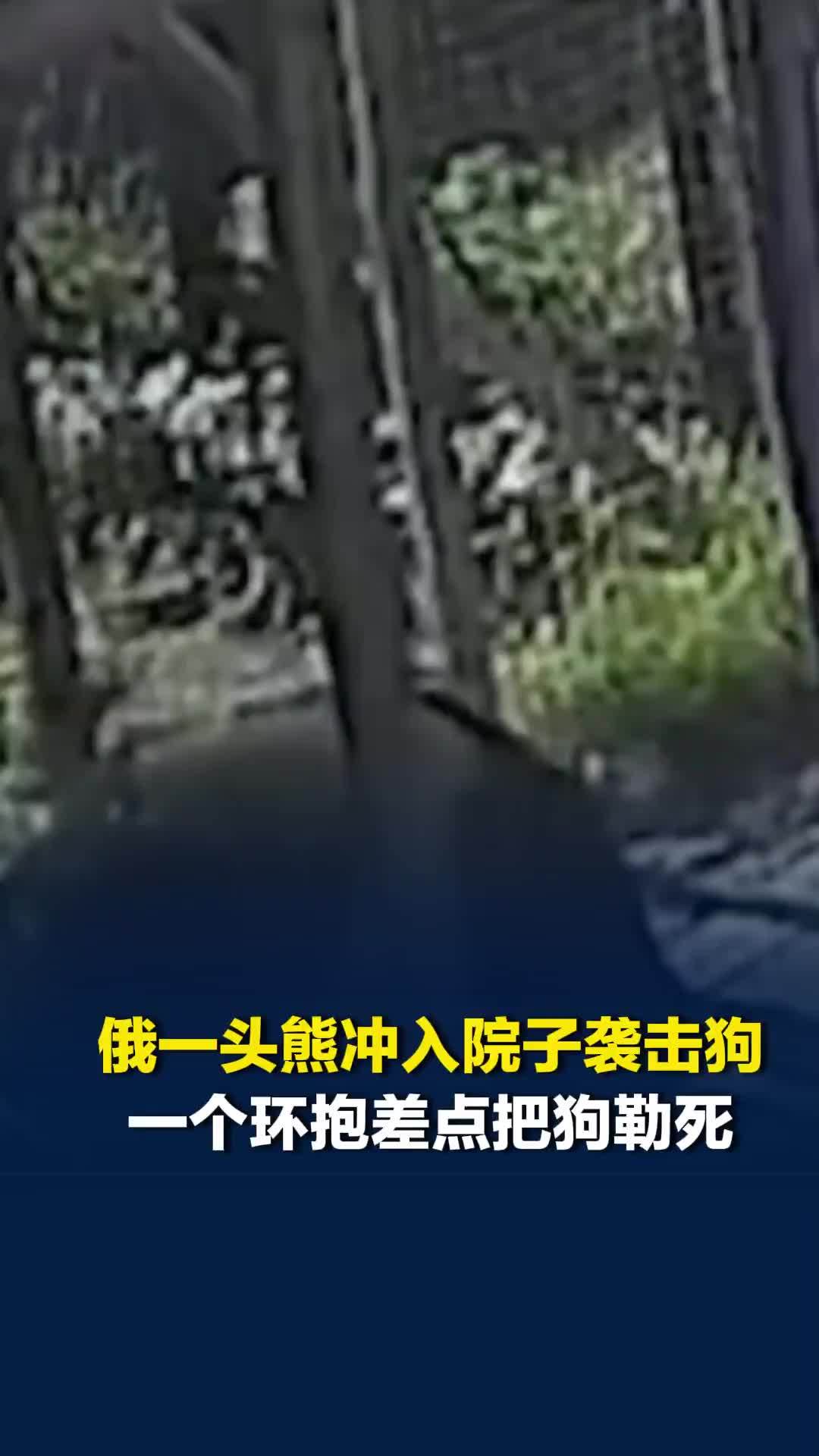 俄一头熊冲入院子袭击狗遭强烈反抗，一个环抱差点把狗勒死