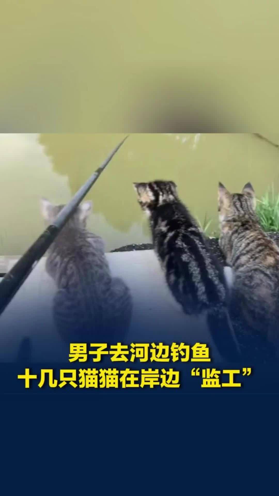 男子去河边钓鱼，十几只猫猫排成一排在岸边“监工”，网友：要是钓不上来可怎么办